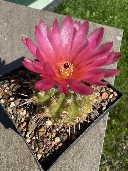 Notocactus submammulosus
